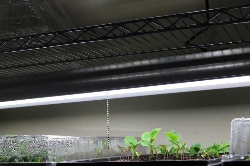 Indoor Greenhouse Flourescent Bulbs